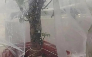 三角梅嫁接所用砧木，以長(zhǎng)勢(shì)強(qiáng)的紫花三角梅為宜