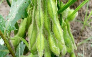 蒙科豆4號大豆種子介紹，注意防治大豆花葉病