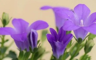 承包土地種哪些作物能賺錢，當(dāng)前種植沙棘、越桔等果樹很有市場前景