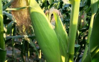 秦龍906玉米種子簡(jiǎn)介，適宜播期6月20日前