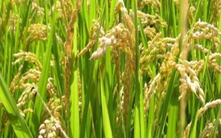 中嘉8號水稻品種簡介，該品種長勢繁茂