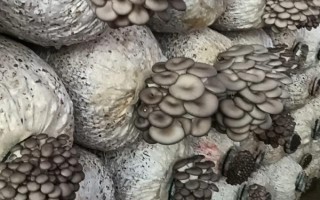 平菇銹斑病怎么防治，需通風降濕、噴施石灰水或漂白粉溶液