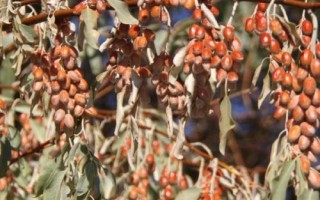 沙棗的產(chǎn)地，主要分布在西北各省區(qū)及內(nèi)蒙古西部