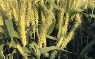 宜麥9號小麥種子簡介，高抗白粉病