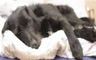 狗狗發(fā)燒后的癥狀，會出現(xiàn)精神沉郁、食欲下降、體溫上升等現(xiàn)象