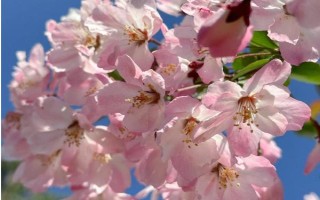 海棠花的寓意是什么，寓意苦戀、頑強(qiáng)不倒等