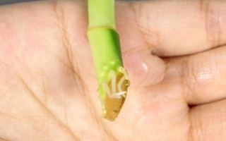 富貴竹屬于喜陰還是喜陽植物，適合生長在有散光的半陰處