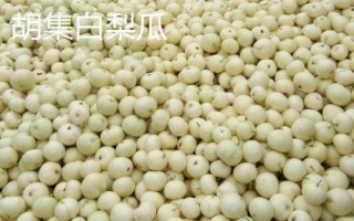 山東省金鄉(xiāng)縣的特產(chǎn)，胡集白梨瓜走俏全國(guó)