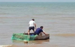 海瓜子怎么養(yǎng)殖，排干水塘再將種苗均勻撒在塘面上