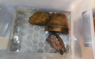 草龜可以和什么龜一起養(yǎng)，可以和黃喉龜、刀背麝香龜一起養(yǎng)