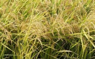 嘉禾優(yōu)7號(hào)水稻種子簡(jiǎn)介，粳型雜交水稻品種