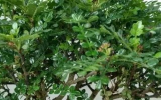 什么是山香木，是常見的小果薔薇