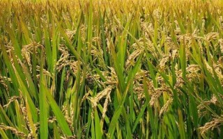 春9兩優(yōu)851水稻種子簡介，秧田播種量每畝15.0千克