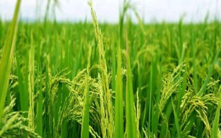 泰優(yōu)9516水稻品種簡(jiǎn)介，每畝有效穗數(shù)16.3萬(wàn)穗