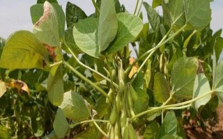南夏豆30大豆種子簡介，該品種屬高蛋白夏大豆品種