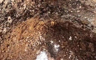 狗糞能不能直接埋土里當(dāng)作花肥，直接使用容易引發(fā)病害