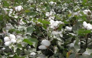 創(chuàng)075棉花種子特點(diǎn)，轉(zhuǎn)抗蟲基因中熟雜交品種