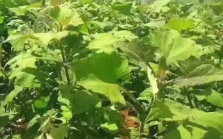 種植雪蓮果的效益,一畝地的效益大概為4000元左右