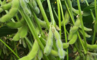 衢春豆1號大豆種子簡介，種植密度每畝1.2萬株左右
