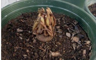 仙客來花落后如何處理，要對(duì)其進(jìn)行修剪