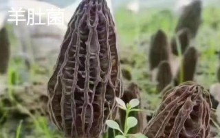 竹蓀和羊肚菌的區(qū)別，科屬、外觀和生長環(huán)境均不同