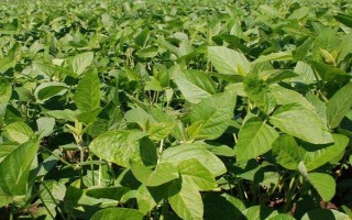浙農(nóng)4號大豆種子簡介，該品種在上海春播