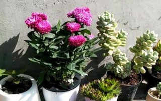 冬季室外養(yǎng)花暖棚的注意事項(xiàng)，防止直接用自來水澆花