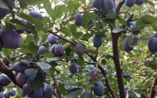 西梅的產(chǎn)地，原產(chǎn)于法國西南部