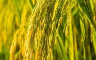 華盛優(yōu)廣絲苗水稻品種簡介，全生育期116.0天