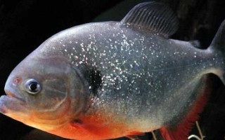 食人魚是什么魚，是一種兇猛的肉食性魚類