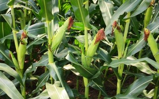 九圣禾235玉米種子介紹，每畝適宜種植密度5000株