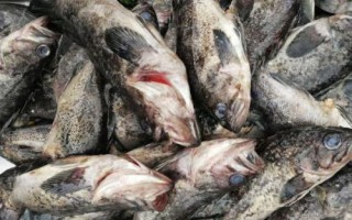 黑頭魚是不是海魚，分布于太平洋的西部海域