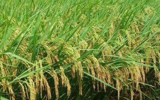 粘兩優(yōu)2363水稻品種的特性，每畝有效穗數(shù)17.2萬穗