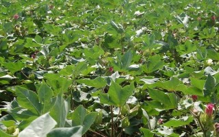 遼棉20號棉花品種簡介，4月25日-5月1日播種