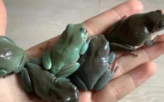 怎么養(yǎng)樹蛙，生活環(huán)境以高濕為宜