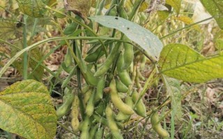 鄭1659大豆種子介紹，種植密度