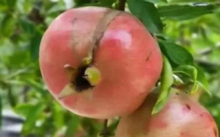 哪些農(nóng)作物在秋季成熟，包括花生、玉米、西紅柿等品種