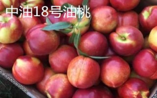 中油16號油桃的價格，具體售價因地而異