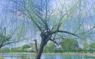 柳樹的特征，樹冠開展、樹葉披針形