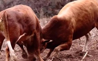 牛的四個胃分別是什么，分別為瘤胃、網(wǎng)胃、重瓣胃和皺胃