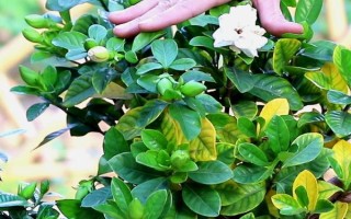 梔子花春天的養(yǎng)殖方法，春天要讓其有充足的水肥