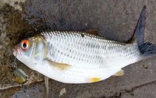 赤眼鱒釣多深水，垂釣深度根據(jù)溫度決定