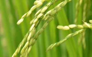 吉農(nóng)大603水稻種子介紹，葉瘟表現(xiàn)中抗