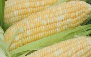 金園36玉米種簡(jiǎn)介，注意防治易感病害