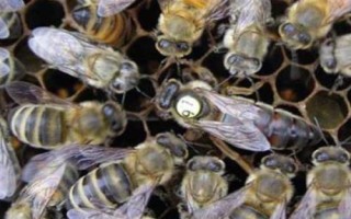 蜜蜂爬蜂病的種類和治療方法，包括蜜蜂螺原體病、蜜蜂孢子蟲病等類型