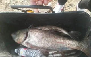 30斤以上的大鰱鳙能釣到嗎，必須采取正確的方式才能釣到