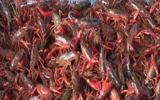 農(nóng)村養(yǎng)殖小龍蝦要注意什么，將黑魚和鱔魚作為重點(diǎn)防范對(duì)象