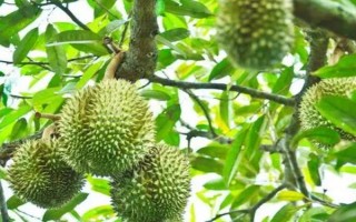 榴蓮樹的外觀，植株較高屬于常綠喬木、葉片頂端較尖底部為圓形