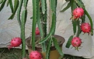 火龍果能否盆栽養(yǎng)殖，可以盆栽但不宜入土太深