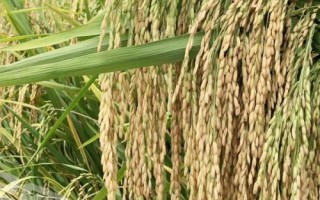 色香優(yōu)7號水稻種子介紹，桂南晚稻7月10日前播種